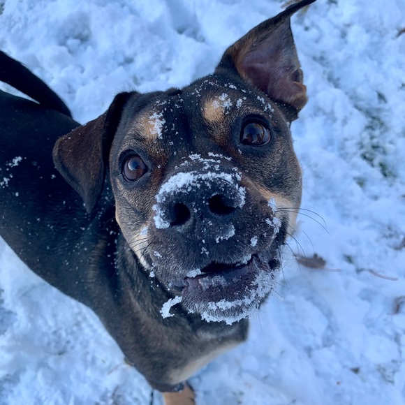 Meet your Posher, Amanda - Picture 1 of 1